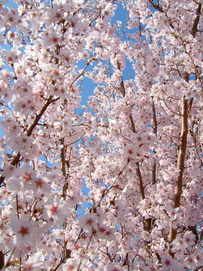桜09の2.jpg