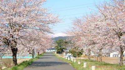 桜雪.jpg