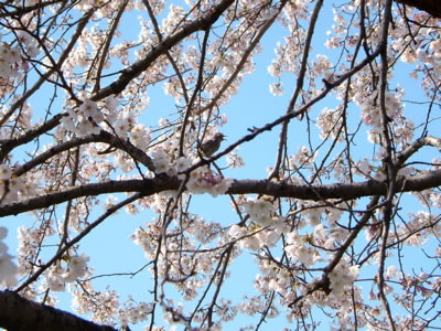 桜鳥.jpg
